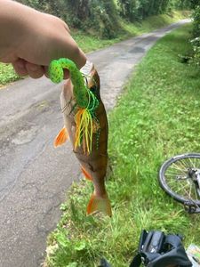 European Perch