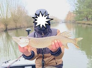 Northern Pike