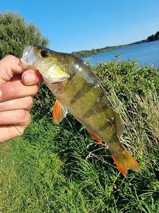 European Perch