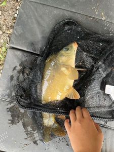 Leather Carp