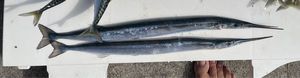 Garfish