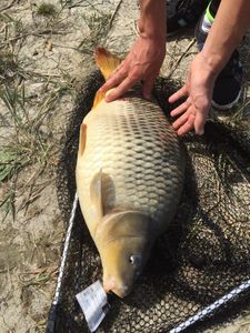 Common Carp