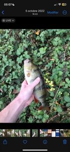European Perch