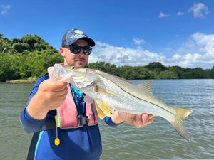 Common Snook