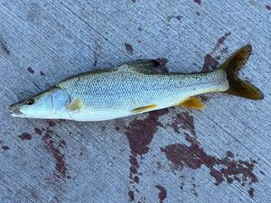 Barbel