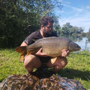 Common Carp