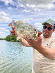 Largemouth Bass