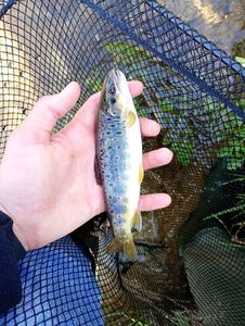 Brown Trout