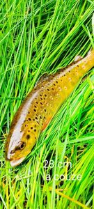 Brown Trout