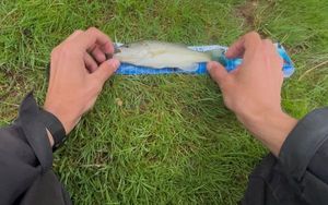 Largemouth Bass