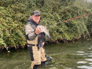 European Bass (Seabass)