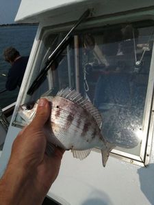 Black Seabream