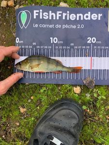 European Perch