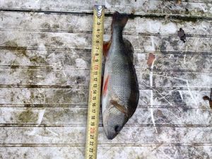 European Perch