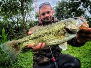 Largemouth Bass