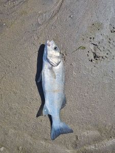 European Bass (Seabass)