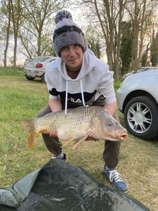 Common Carp