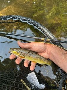 Brown Trout