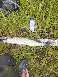Northern Pike