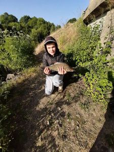 Common Bream