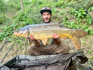 Common Carp