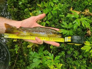 Brown Trout