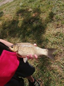 Crucian Carp