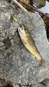 Brown Trout