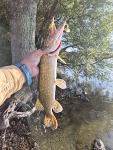 Northern Pike