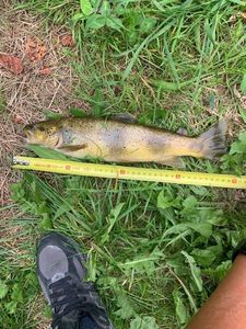 Brown Trout