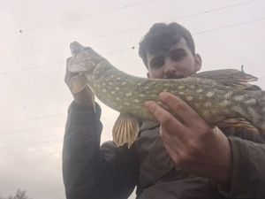 Northern Pike