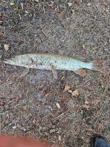 Northern Pike