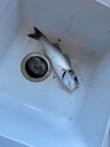 European Bass (Seabass)