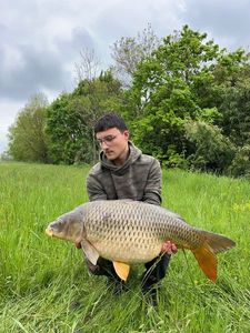 Common Carp