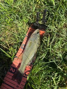 Largemouth Bass