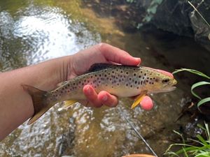 Brown Trout