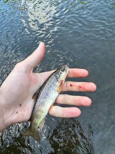Brown Trout