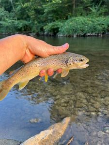Brown Trout