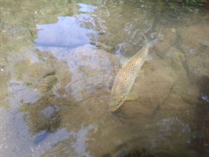 Brown Trout