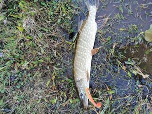 Northern Pike