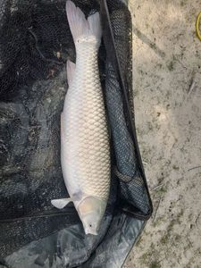Grass Carp