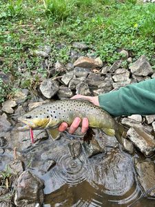 Brown Trout