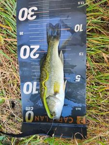 Largemouth Bass