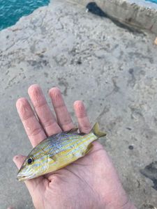 Ornate Wrasse