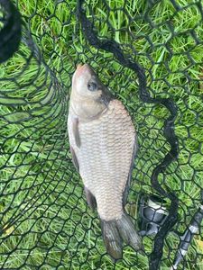 Crucian Carp