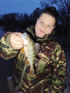European Perch