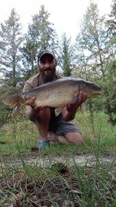 Mirror Carp