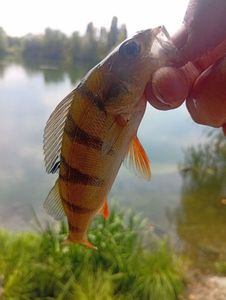European Perch