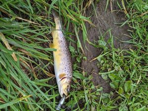 Brown Trout