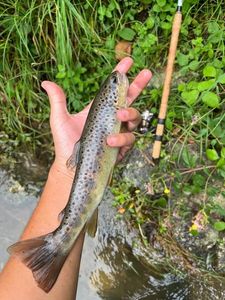 Brown Trout